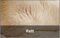 Eelt